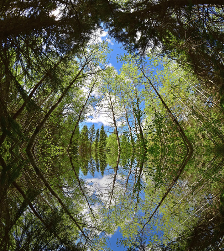 Mirrored Forest by Darlene Perkin